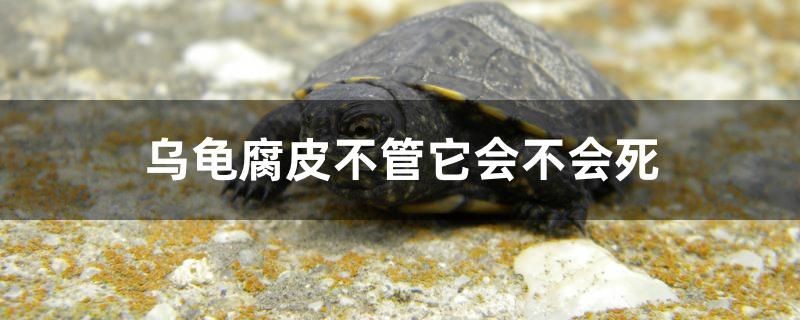 烏龜腐皮不管它會不會死