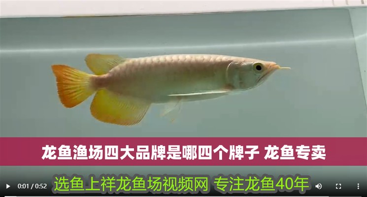 龍魚最建議買的三個牌子