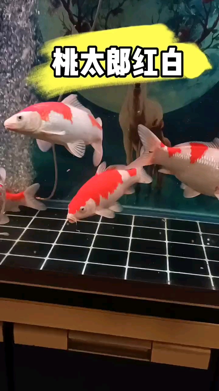 桃太郎紅白