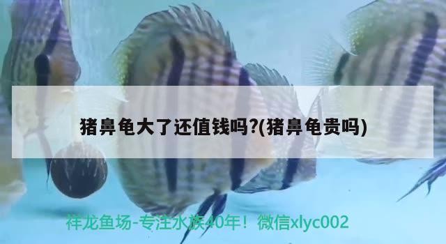 豬鼻龜大了還值錢嗎?(豬鼻龜貴嗎)