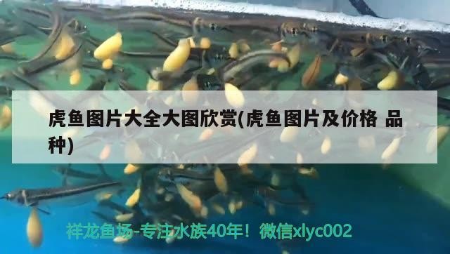 虎魚圖片大全大圖欣賞(虎魚圖片及價格品種)