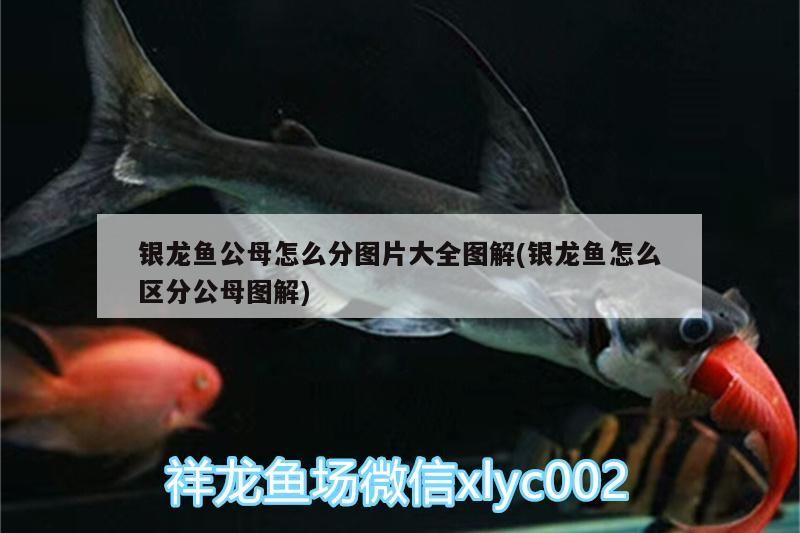 銀龍魚公母怎么分圖片大全圖解(銀龍魚怎么區(qū)分公母圖解)
