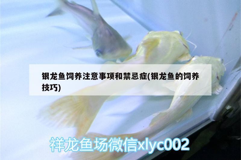 銀龍魚飼養注意事項和禁忌癥(銀龍魚的飼養技巧)