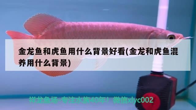 金龍魚和虎魚用什么背景好看(金龍和虎魚混養用什么背景)