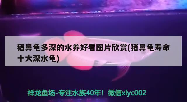 豬鼻龜多深的水養好看圖片欣賞(豬鼻龜壽命十大深水龜)