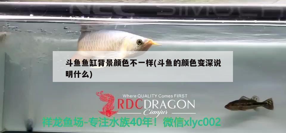 斗魚魚缸背景顏色不一樣(斗魚的顏色變深說明什么)