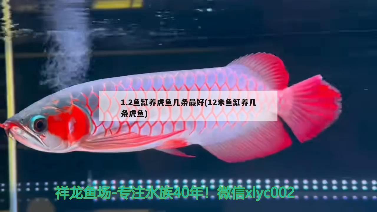 1.2魚缸養虎魚幾條最好(12米魚缸養幾條虎魚)