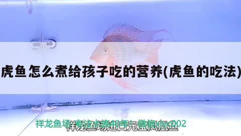 虎魚怎么煮給孩子吃的營養(虎魚的吃法)
