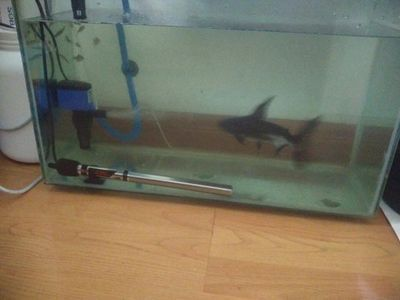 成吉思汗鯊需要多大魚缸才能養：成吉思汗鯊的飼養技巧