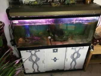 成吉思汗鯊需要多大魚缸才能養：成吉思汗鯊的飼養技巧