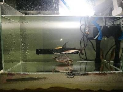 成吉思汗鯊需要多大魚缸才能養：成吉思汗鯊的飼養技巧