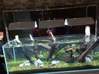 徹底清洗魚缸的小妙招:清洗魚缸小妙招 魚缸百科 第3張 徹底清洗魚缸的小妙招:清洗魚缸小妙招 徹底清洗魚缸的小妙招:清洗魚缸小妙招 魚缸百科 第3張