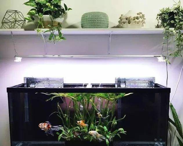 森森過濾器怎么樣（森森過濾器怎么樣優缺點）