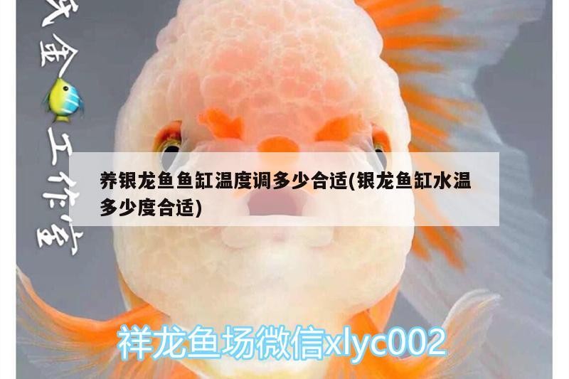 養銀龍魚魚缸溫度調多少合適(銀龍魚缸水溫多少度合適)