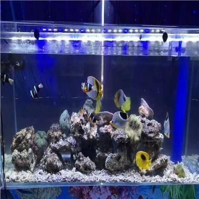 搬個魚缸多少錢一天?。喊醾€魚缸價格會根據多個因素進行計算