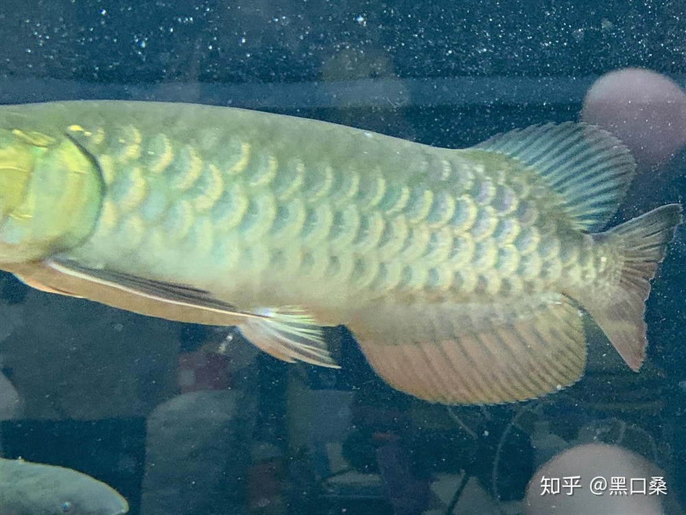 金龍魚的養法和注意事項
