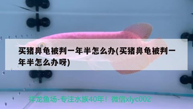 買豬鼻龜被判一年半怎么辦(買豬鼻龜被判一年半怎么辦呀)