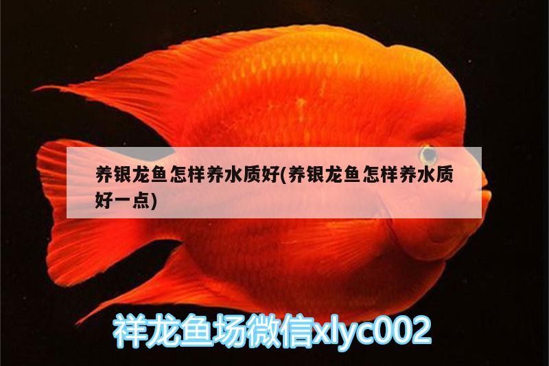 養銀龍魚怎樣養水質好(養銀龍魚怎樣養水質好一點)