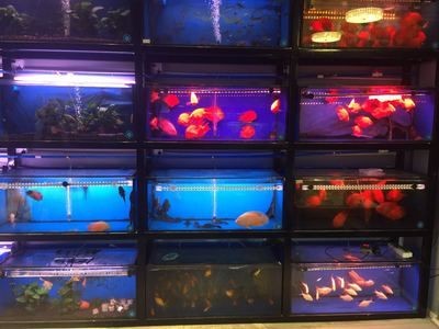 紅龍魚(yú)缸底色怎么調(diào)：紅龍魚(yú)缸底色搭配技巧紅龍魚(yú)缸底色搭配技巧