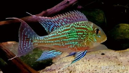虎魚尺寸差距大：虎魚尺寸差距大的原因