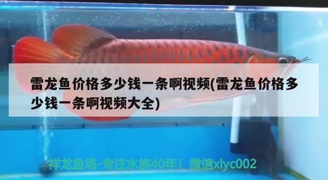 雷龍魚價(jià)格多少錢一條啊視頻(雷龍魚價(jià)格多少錢一條啊視頻大全)