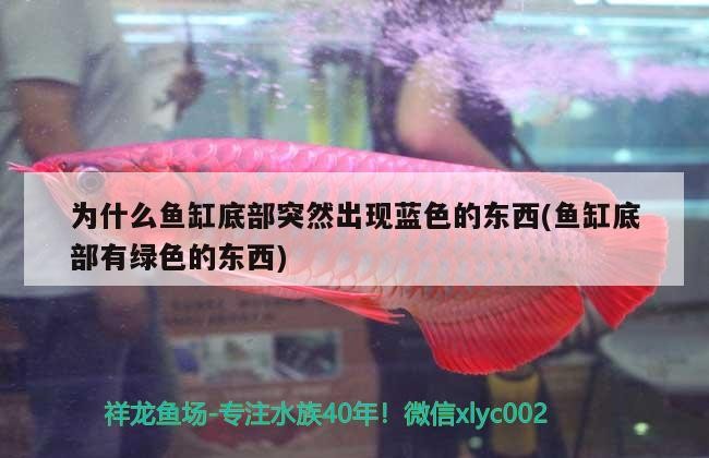 為什么魚缸底部突然出現藍色的東西(魚缸底部有綠色的東西)