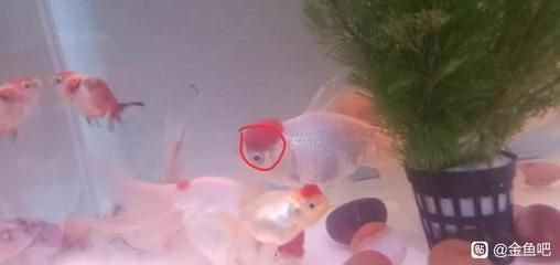 大魚缸金魚長白毛水怎么辦：金魚身上長白毛怎么辦