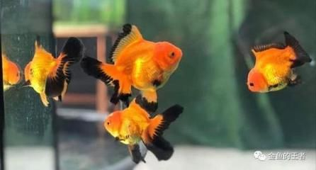 大魚缸金魚長(zhǎng)白毛水怎么辦：金魚身上長(zhǎng)白毛怎么辦