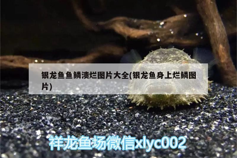 銀龍魚魚鱗潰爛圖片大全(銀龍魚身上爛鱗圖片)