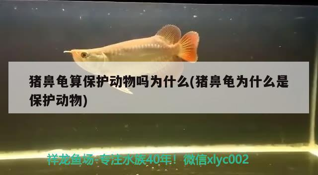 豬鼻龜算保護動物嗎為什么(豬鼻龜為什么是保護動物)