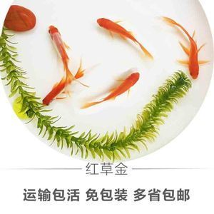 龍魚吃草金魚好不好養呢