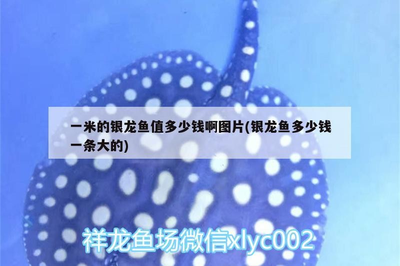 一米的銀龍魚值多少錢啊圖片(銀龍魚多少錢一條大的)