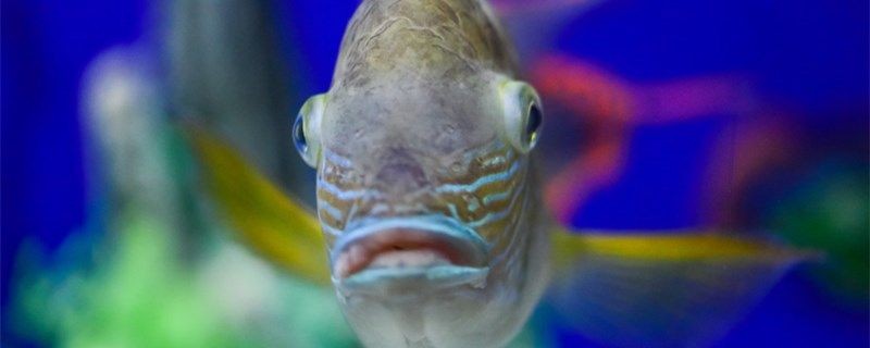 魚能餓死嗎怎么看魚是不是餓了