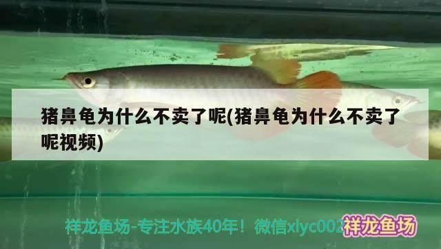 豬鼻龜為什么不賣了呢(豬鼻龜為什么不賣了呢視頻)