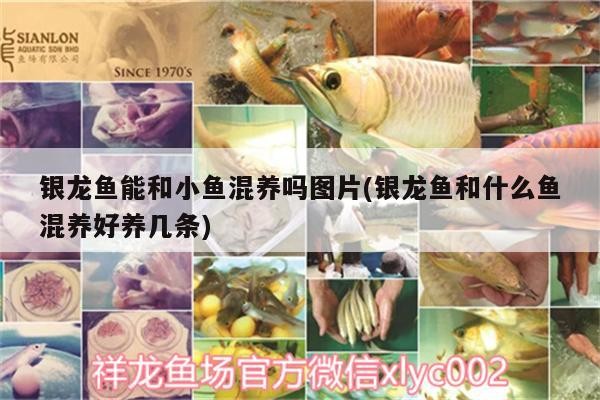 銀龍魚能和小魚混養嗎圖片(銀龍魚和什么魚混養好養幾條)