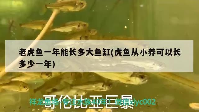 老虎魚一年能長多大魚缸(虎魚從小養(yǎng)可以長多少一年)