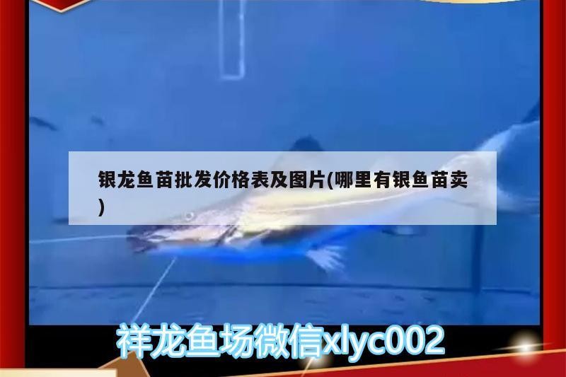 銀龍魚苗批發價格表及圖片(哪里有銀魚苗賣)