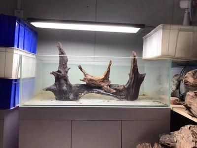 大魚缸沉木造景效果圖:大魚缸沉木造景效果圖大魚缸沉木造景效果圖 魚缸百科 第4張 大魚缸沉木造景效果圖:大魚缸沉木造景效果圖大魚缸沉木造景效果圖 大魚缸沉木造景效果圖:大魚缸沉木造景效果圖大魚缸沉木造景效果圖 魚缸百科 第4張