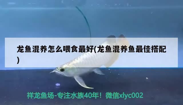 紅龍魚和元寶鳳凰混養可以嗎：紅龍魚和元寶鳳凰可以混養嗎