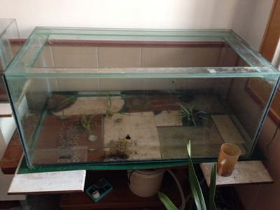 白色玻璃膠能粘魚缸嗎有毒嗎：白色玻璃膠可以用于粘魚缸嗎？