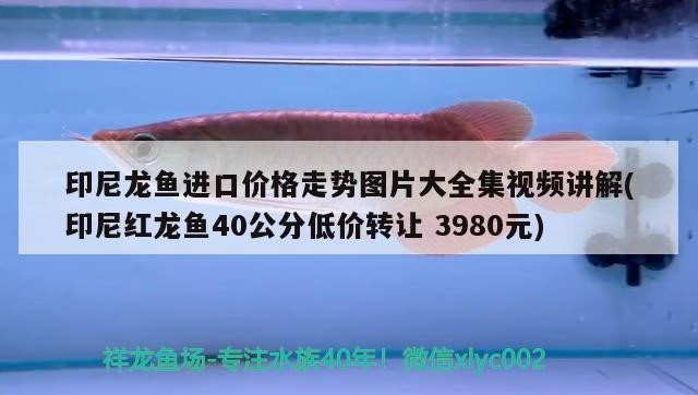 印尼龍魚進(jìn)口價(jià)格走勢圖片大全集視頻講解(印尼紅龍魚40公分低價(jià)轉(zhuǎn)讓3980元)
