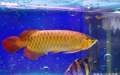 天價(jià)紅龍魚500萬怎么樣：500萬的紅龍魚：珍稀魚類市場(chǎng)價(jià)值分析