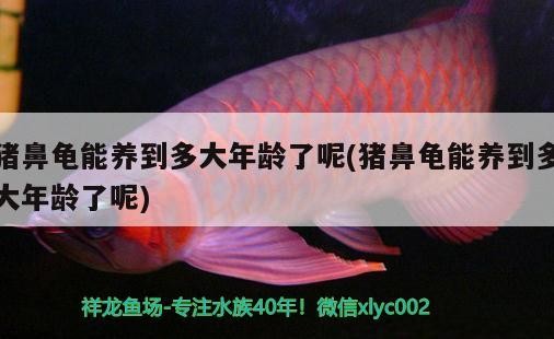 豬鼻龜能養到多大年齡了呢(豬鼻龜能養到多大年齡了呢)