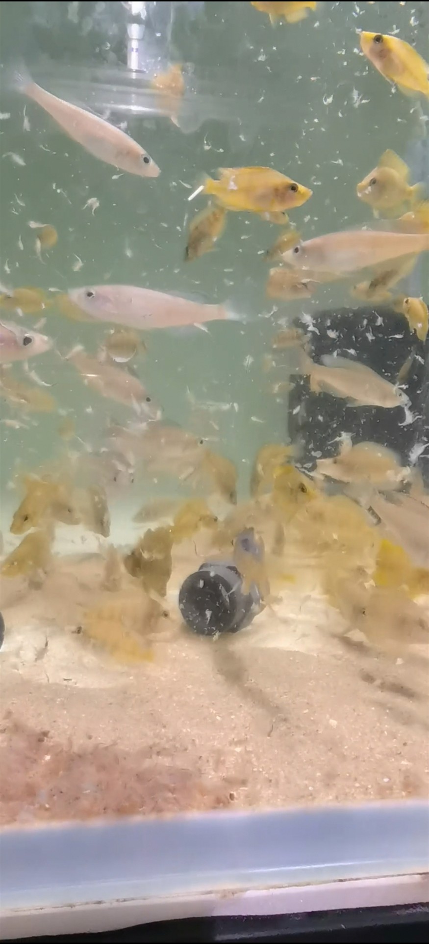 黃金虎干飯中
