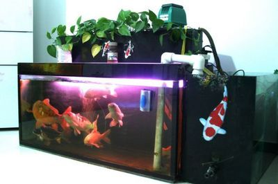 1.2米魚缸錦鯉能長多大：1.2米魚缸養錦鯉的適宜數量和生長情況