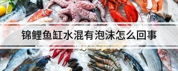1.2米魚缸錦鯉能長多大：1.2米魚缸養錦鯉的適宜數量和生長情況