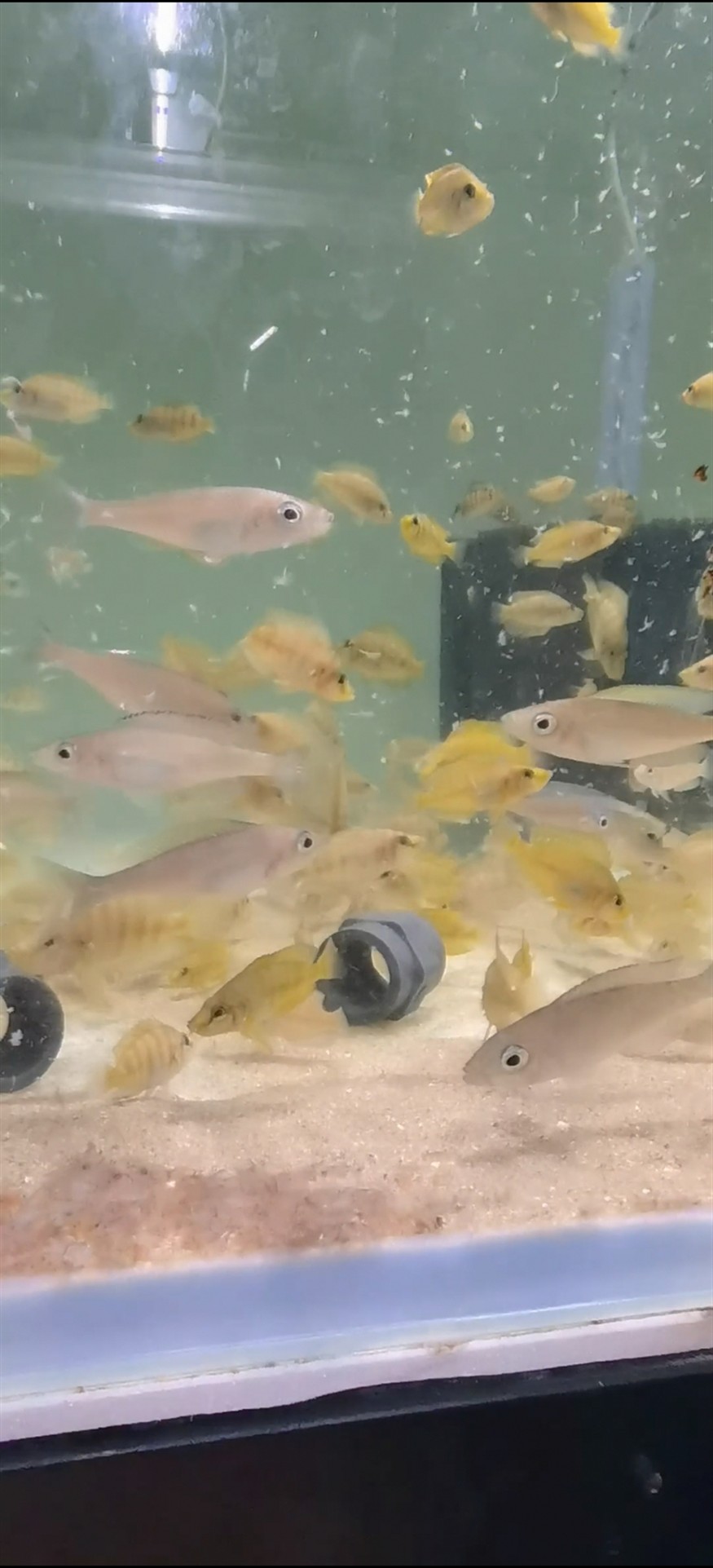 黃金虎干飯中