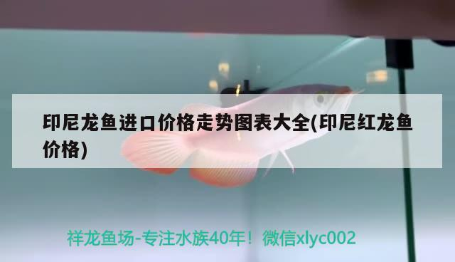 印尼龍魚進口價格走勢圖表大全(印尼紅龍魚價格)