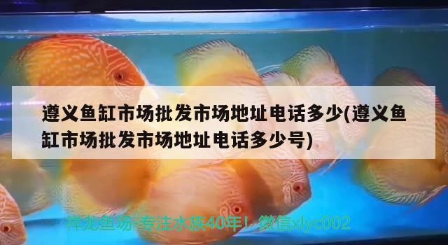 遵義魚缸市場批發市場地址電話多少(遵義魚缸市場批發市場地址電話多少號)