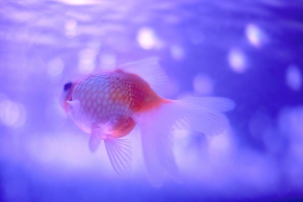 滿洲里市金龍水族鮮花店（滿洲里市金龍水族鮮花店電話）